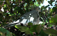 Photo of Mourning Dove