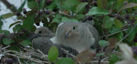 Photo of Mourning Dove