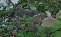 Photo of Mourning Dove