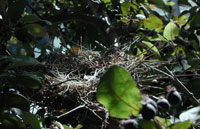Photo of Mourning Dove nest