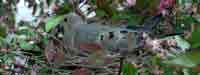 Photo of Mourning Dove