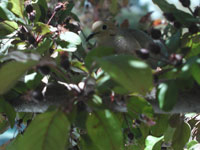 Photo of Mourning Dove