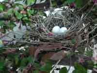 Photo of Mourning Dove eggs